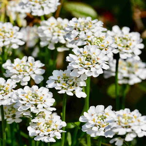 Candytuft