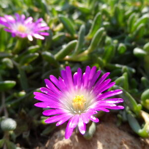 Ice Plant