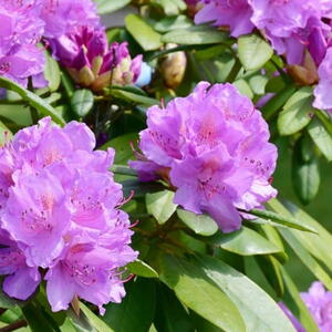 Rhododendrons and Azaleas