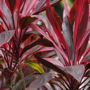 Cordyline