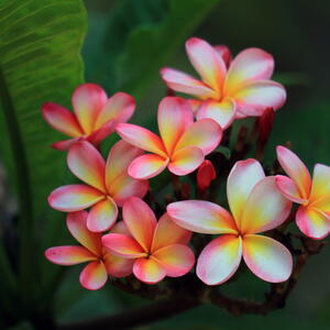 Plumerias