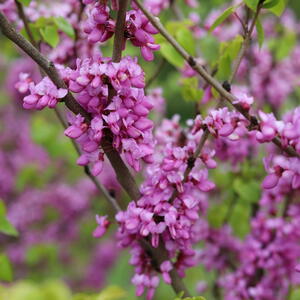 Redbuds