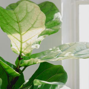 Fiddle Leaf Figs