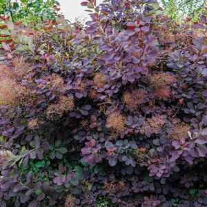 Smokebush