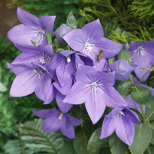 Balloon Flowers