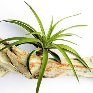 Air Plants (Tillandsia)