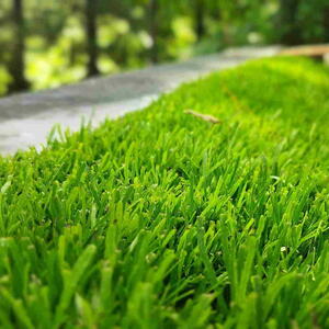 St Augustine Grass
